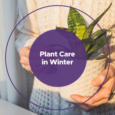 Plant care in Winter